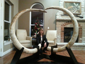 Impressive Matched Set Alaskan Mammoth Tusks - SOLD